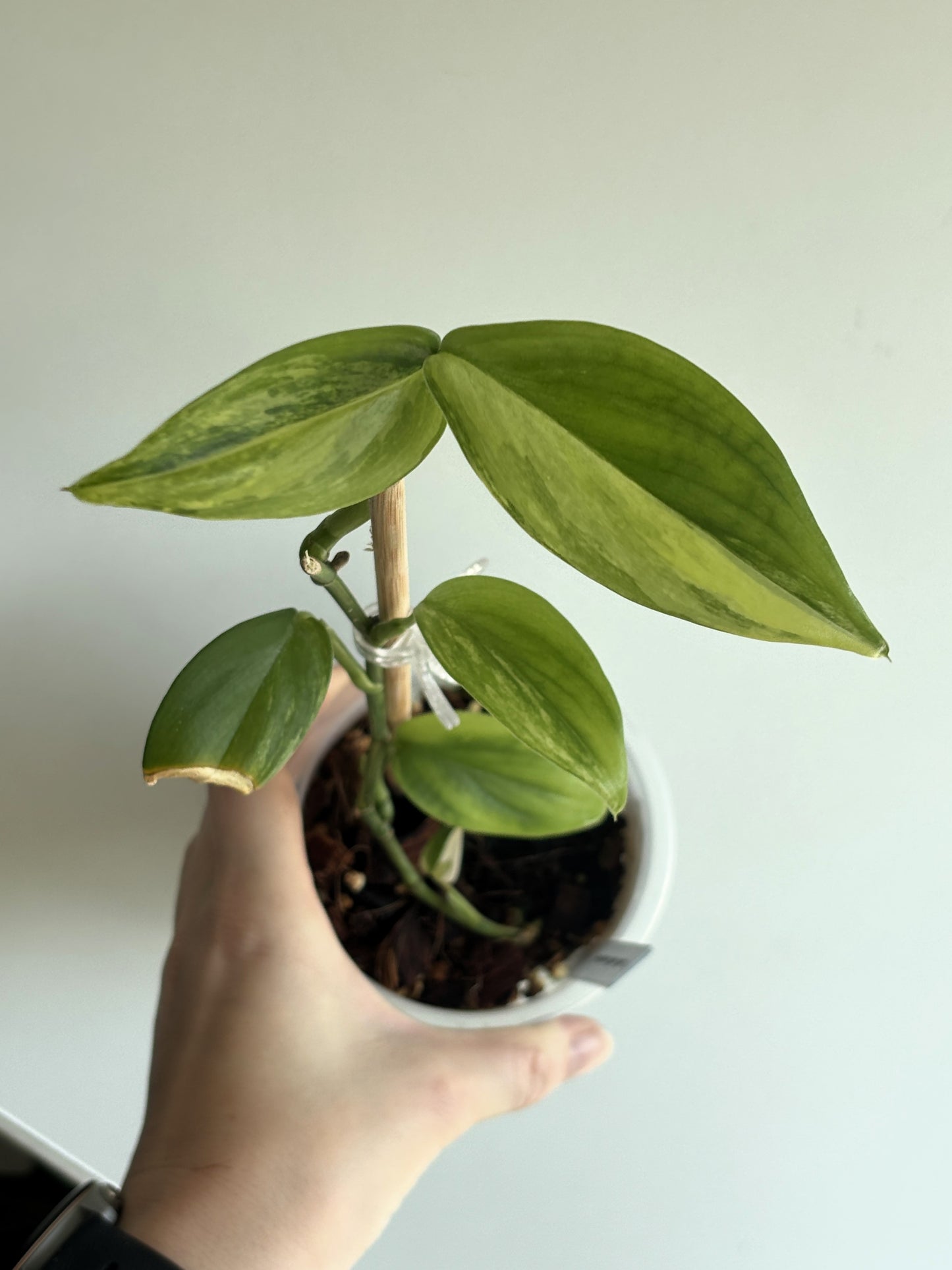 Scindapsus Blue Albo - PLANTS WITH BENEFITS