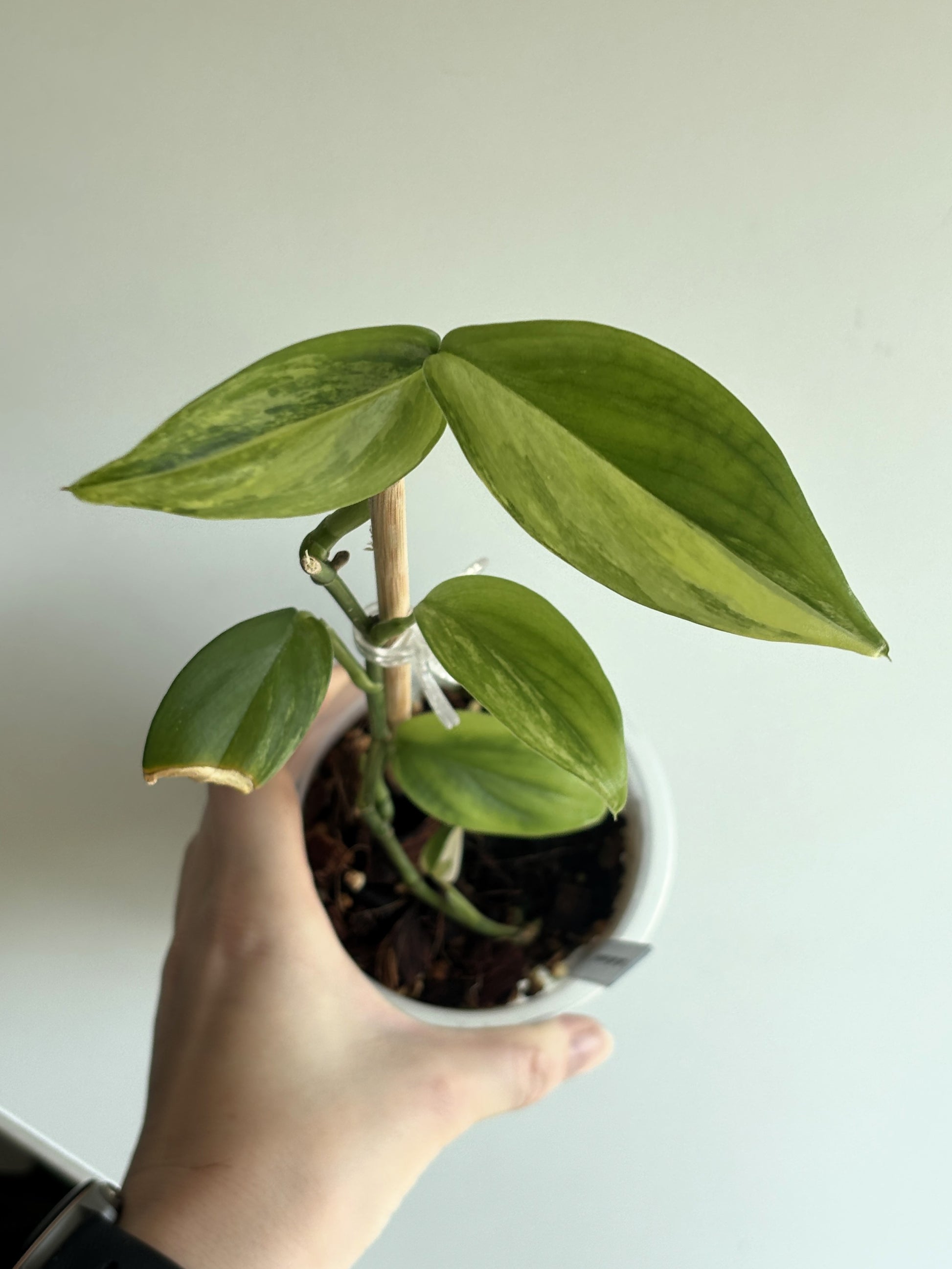 Scindapsus Blue Albo - PLANTS WITH BENEFITS