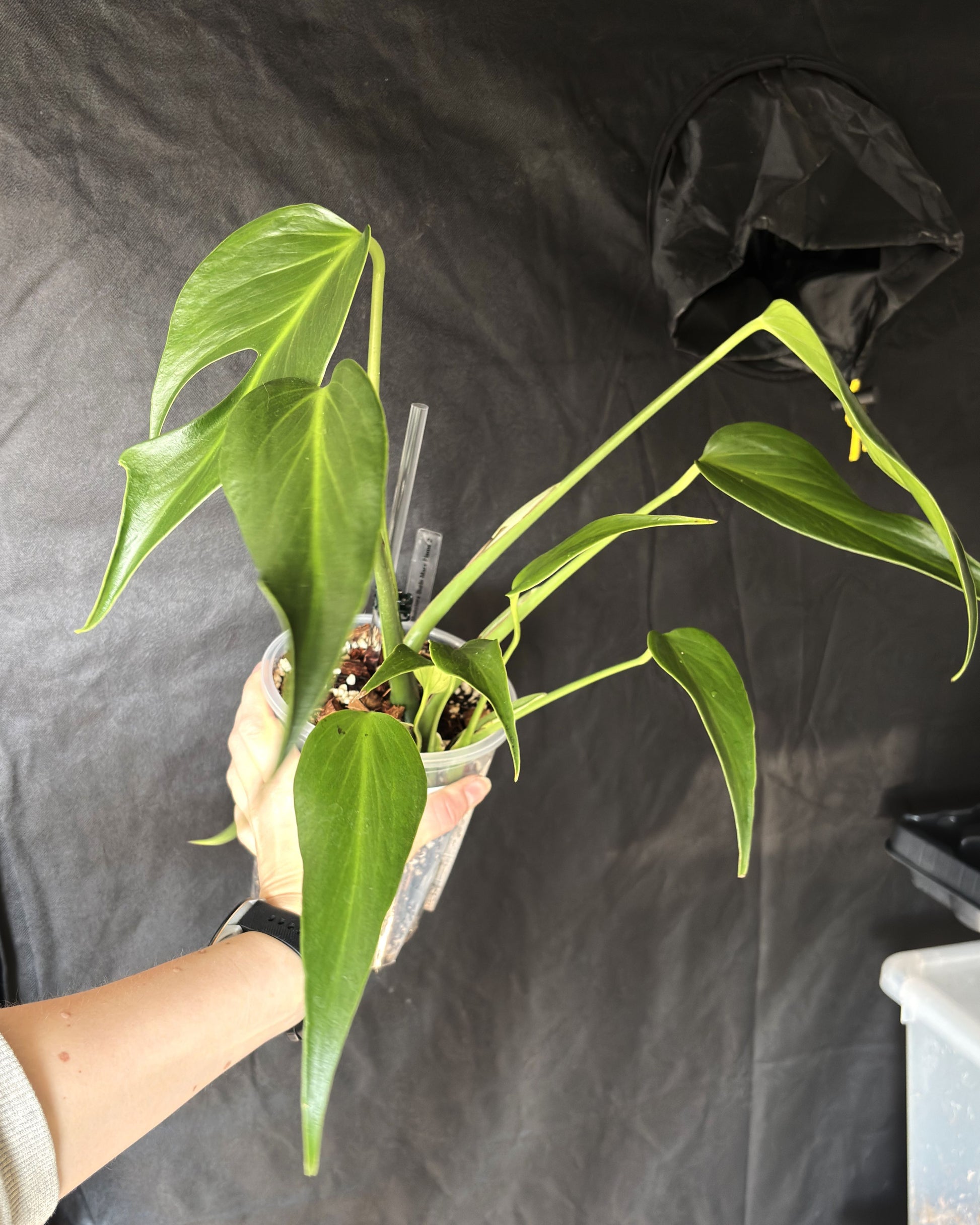 Monstera Burle Marx Flame - PLANTS WITH BENEFITS