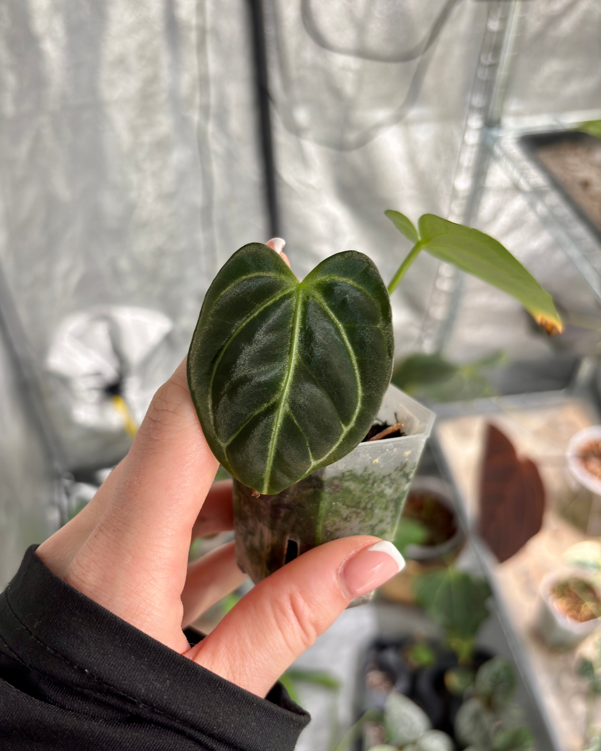 Anthurium Regale - PLANTS WITH BENEFITS