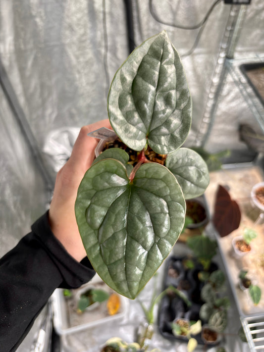 Anthurium Luxurians - PLANTS WITH BENEFITS
