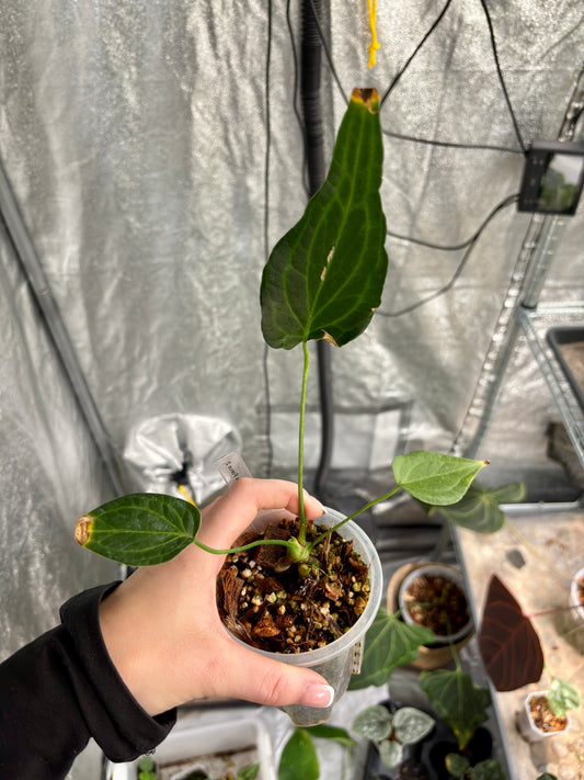 Anthurium Delta Force - PLANTS WITH BENEFITS