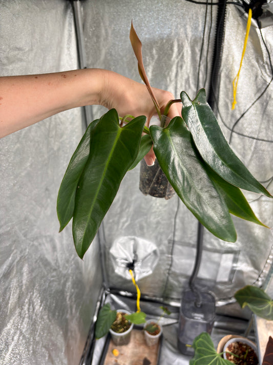 Philodendron Spiritus Sancti - PLANTS WITH BENEFITS