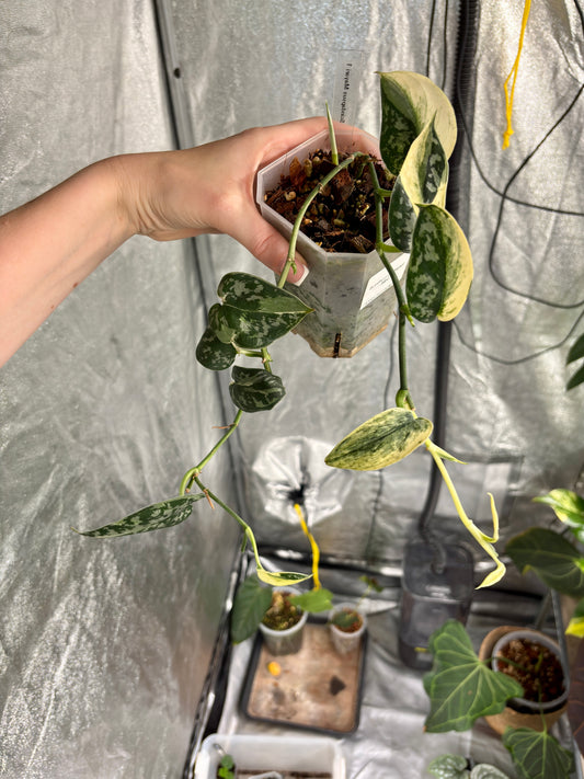 Scindapsus Mayari Albo - PLANTS WITH BENEFITS