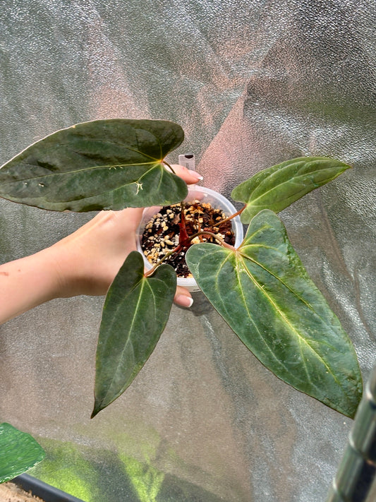 Anthurium Blue Papillilaminum x RVDP - PLANTS WITH BENEFITS