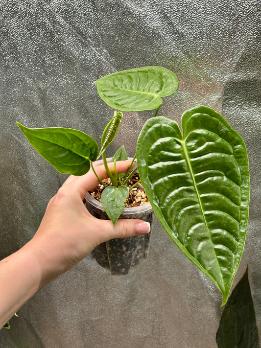 Anthurium Veitchii - PLANTS WITH BENEFITS