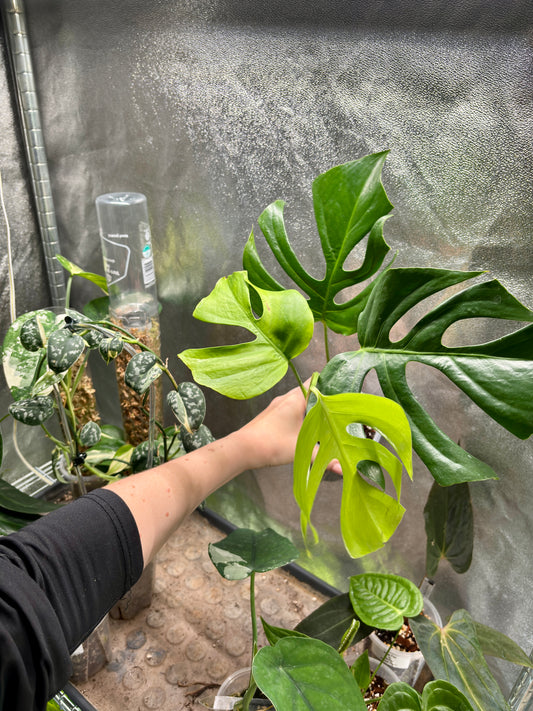 Monstera Sierrana - PLANTS WITH BENEFITS