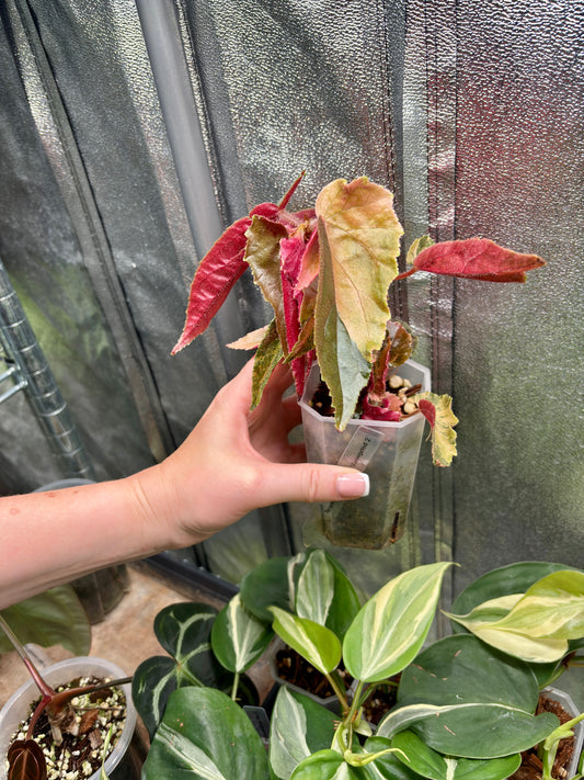 Begonia Ginny Galaxy Variegated - PLANTS WITH BENEFITS