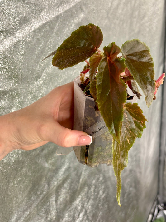 Begonia Ginny Galaxy Variegated - PLANTS WITH BENEFITS