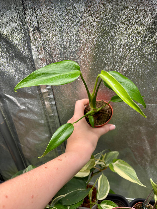 Monstera Burle Marx Flame - PLANTS WITH BENEFITS