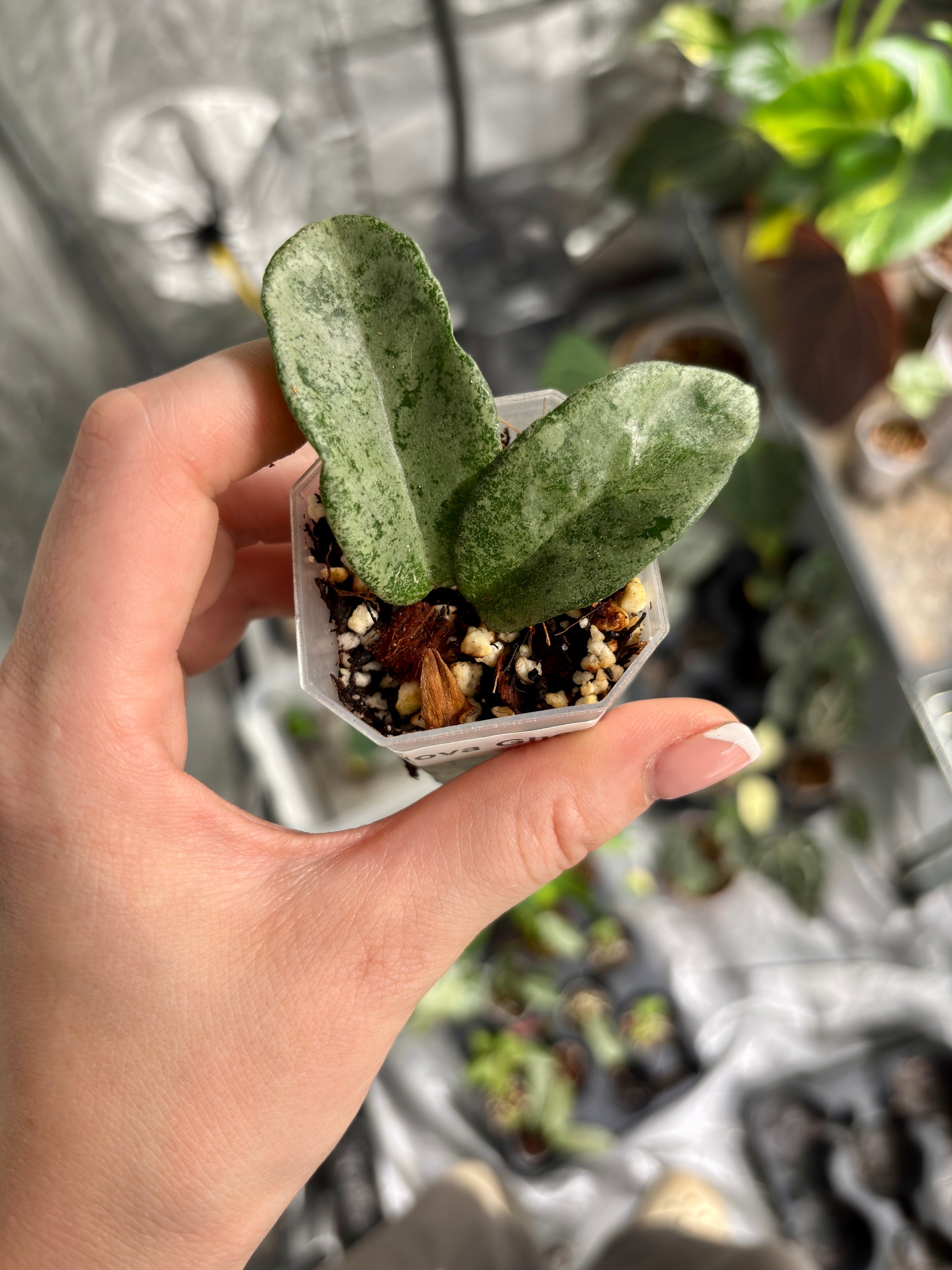 Hoya Nova Ghost - PLANTS WITH BENEFITS