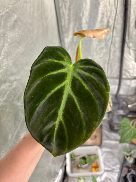 Philodendron Luxurians - PLANTS WITH BENEFITS