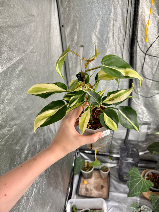 Philodendron Cream Splash - PLANTS WITH BENEFITS