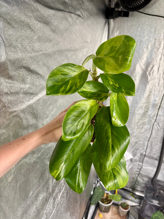 Rhaphidophora Elliptica Gold - PLANTS WITH BENEFITS