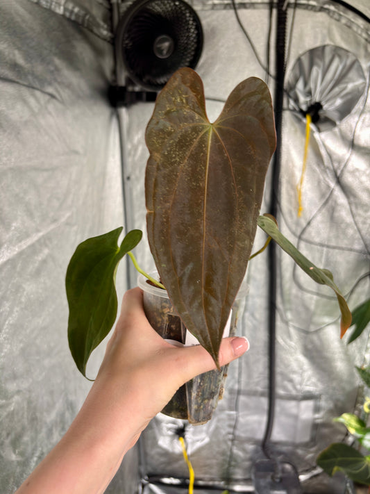 Anthurium 'Guna Yala' x BVEP - PLANTS WITH BENEFITS
