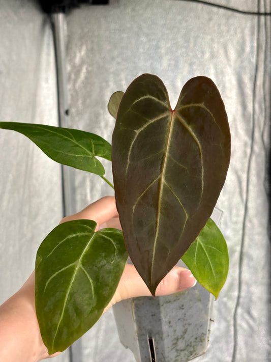 Anthurium Bigfoot - PLANTS WITH BENEFITS