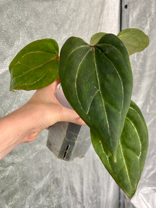 Anthurium 'HU' x Red Spider - PLANTS WITH BENEFITS