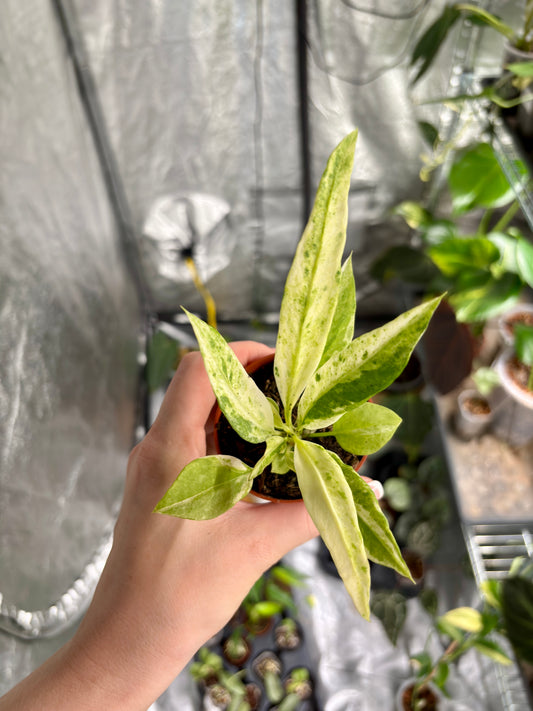 Anthurium Vittarifolium Variegated - PLANTS WITH BENEFITS