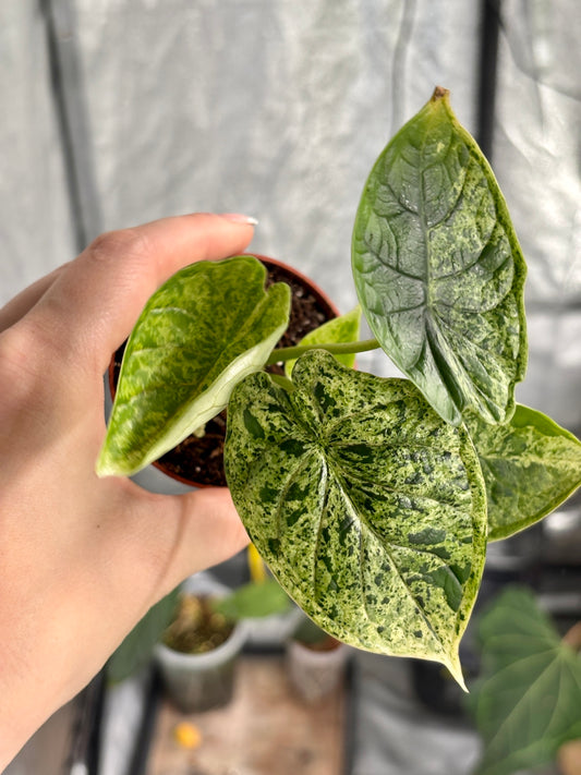 Alocasia Dragon Scale Mint - PLANTS WITH BENEFITS