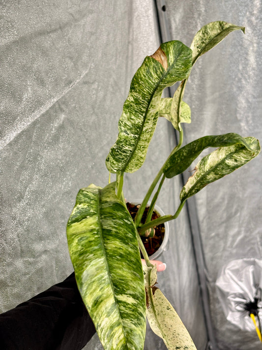 Epipremnum Giganteum Albo - PLANTS WITH BENEFITS