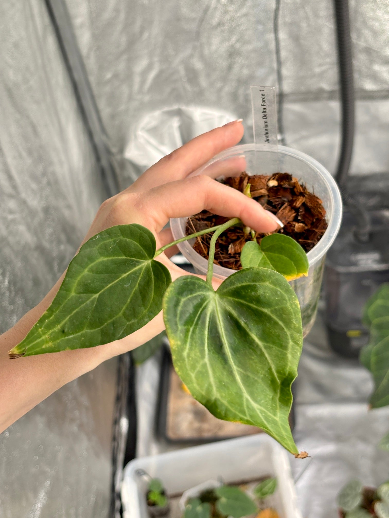 Anthurium Delta Force - PLANTS WITH BENEFITS