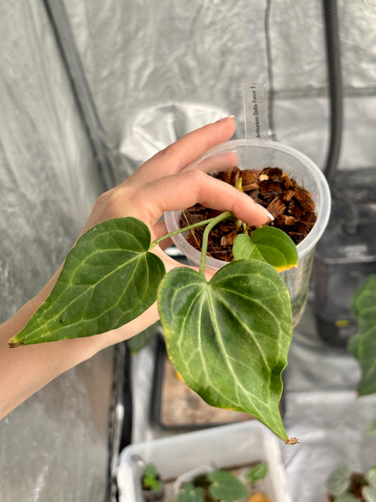 Anthurium Delta Force - PLANTS WITH BENEFITS