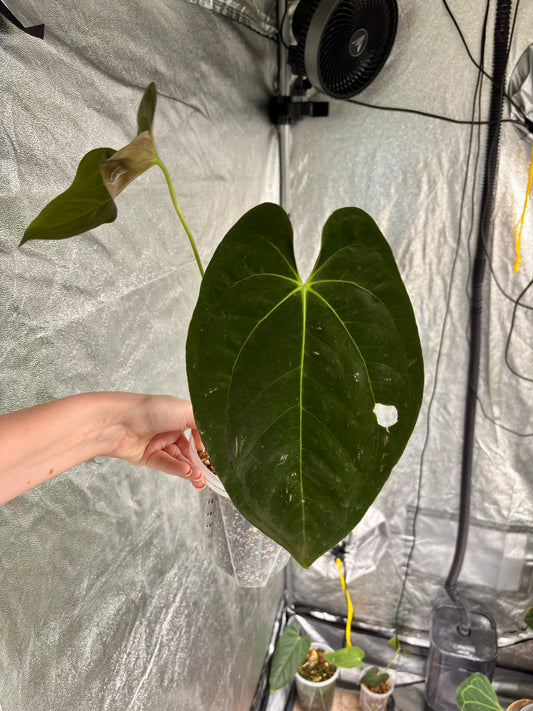 Anthurium Papillilaminum 'AA2' x Dark Phoenix - PLANTS WITH BENEFITS