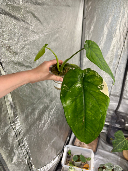 Syngonium Chiapense Albo - PLANTS WITH BENEFITS