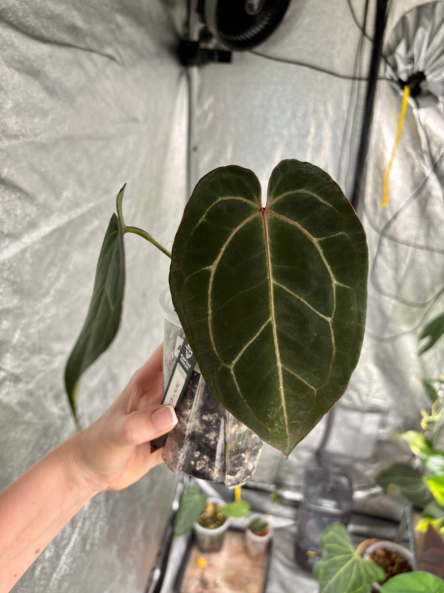 Anthurium Ace of Spades DF x HURC - PLANTS WITH BENEFITS