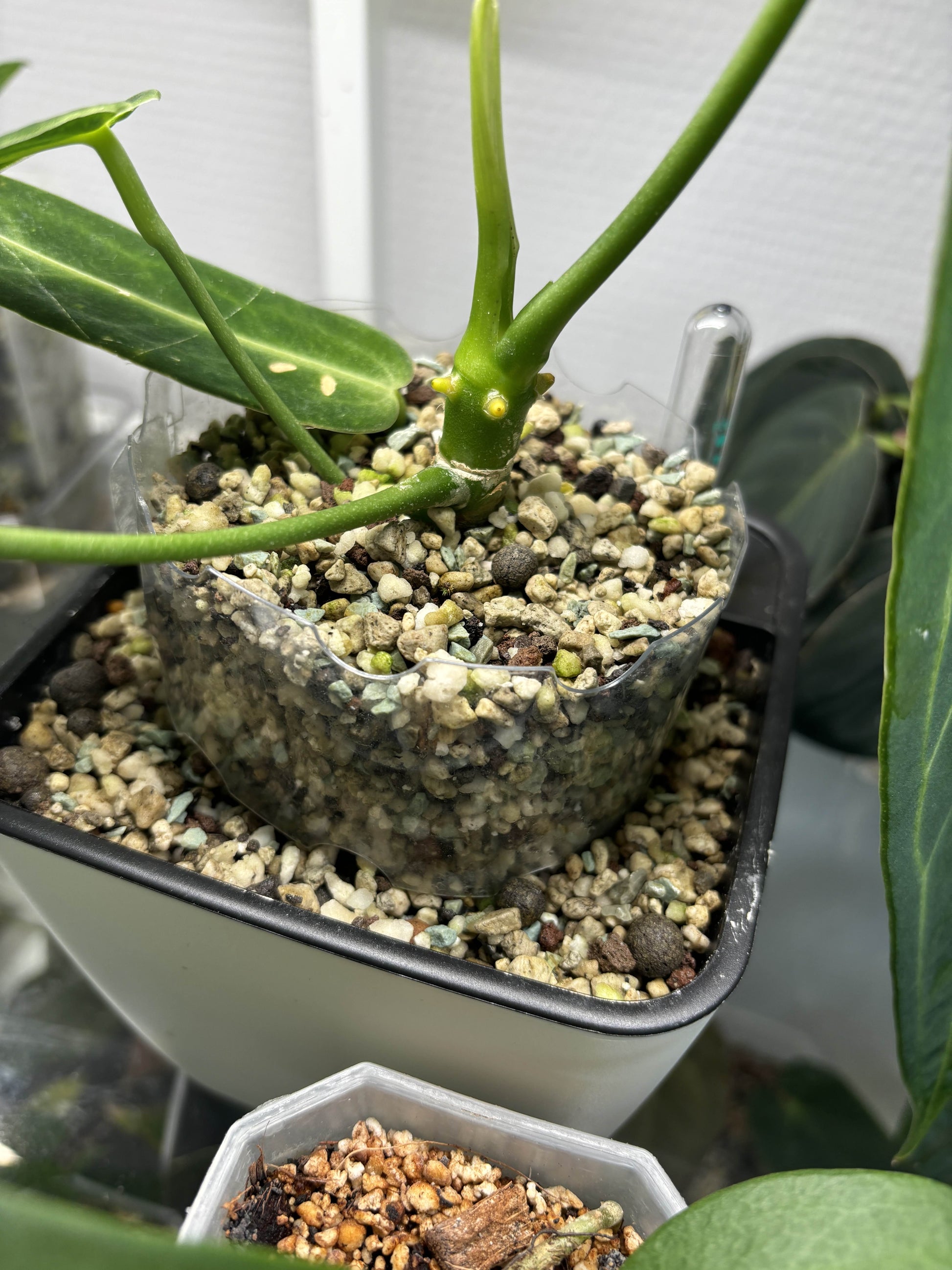 plant pot extender Pot extender – PLANTS WITH BENEFITS