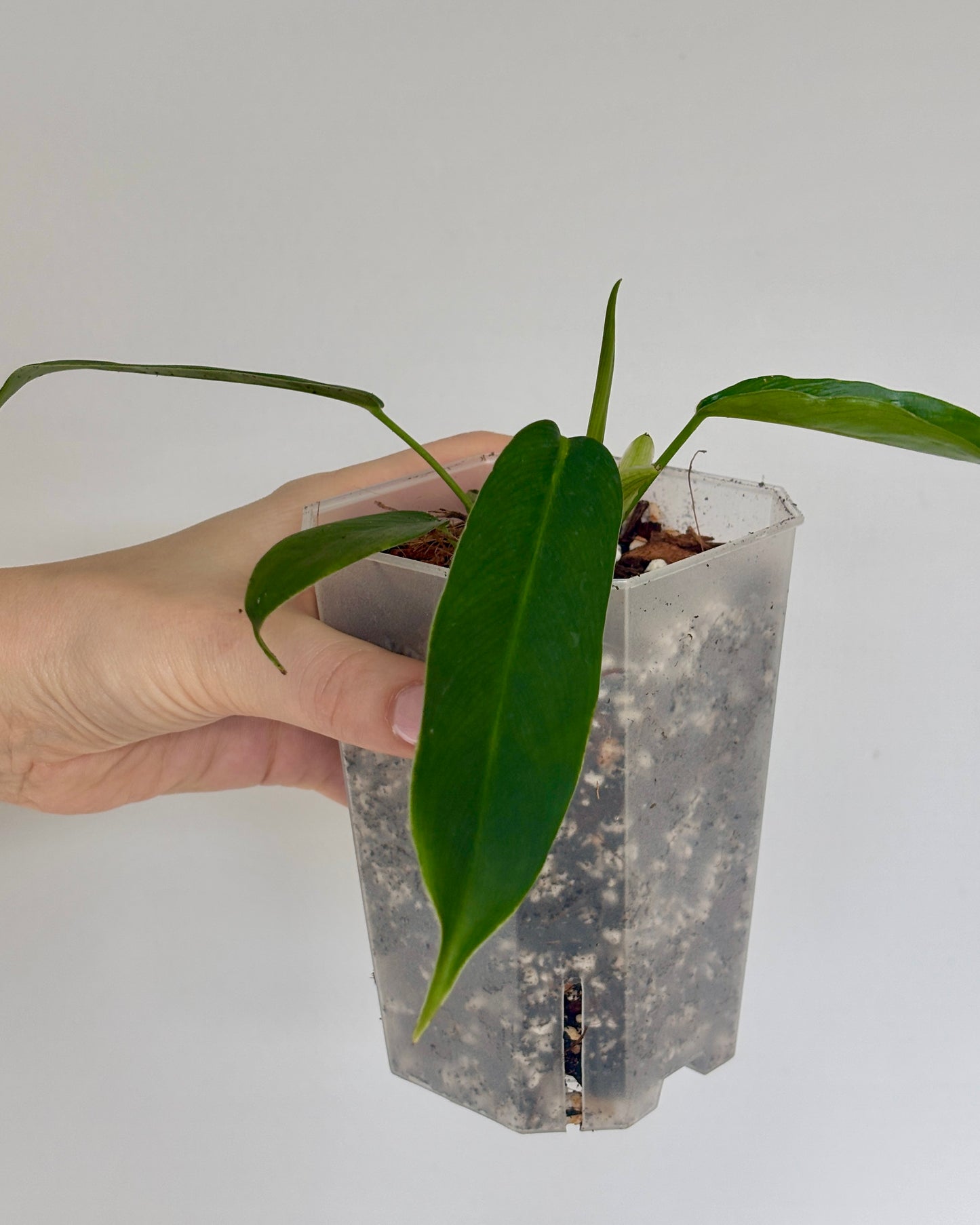 Philodendron Patriciae - PLANTS WITH BENEFITS
