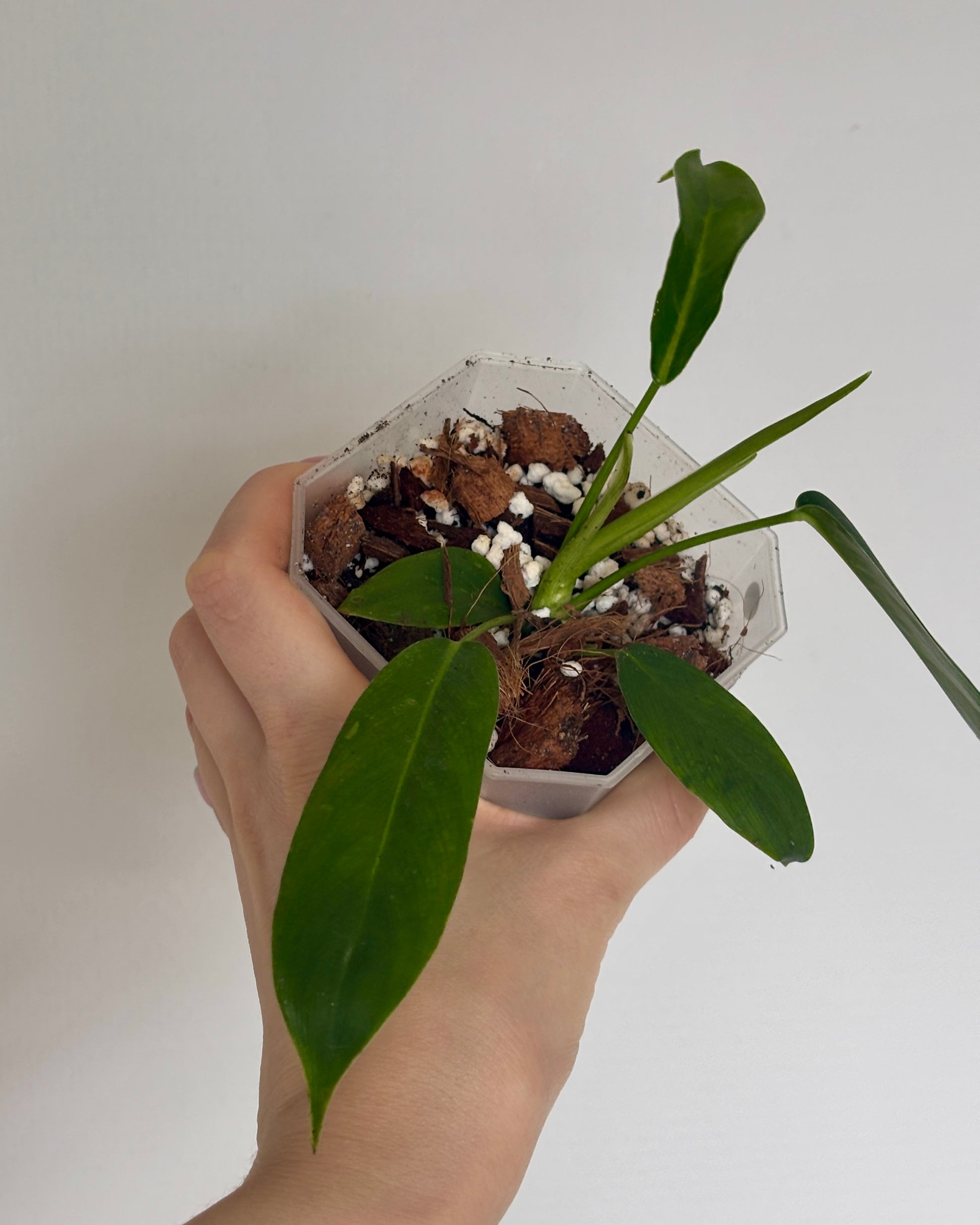 Philodendron Patriciae - PLANTS WITH BENEFITS