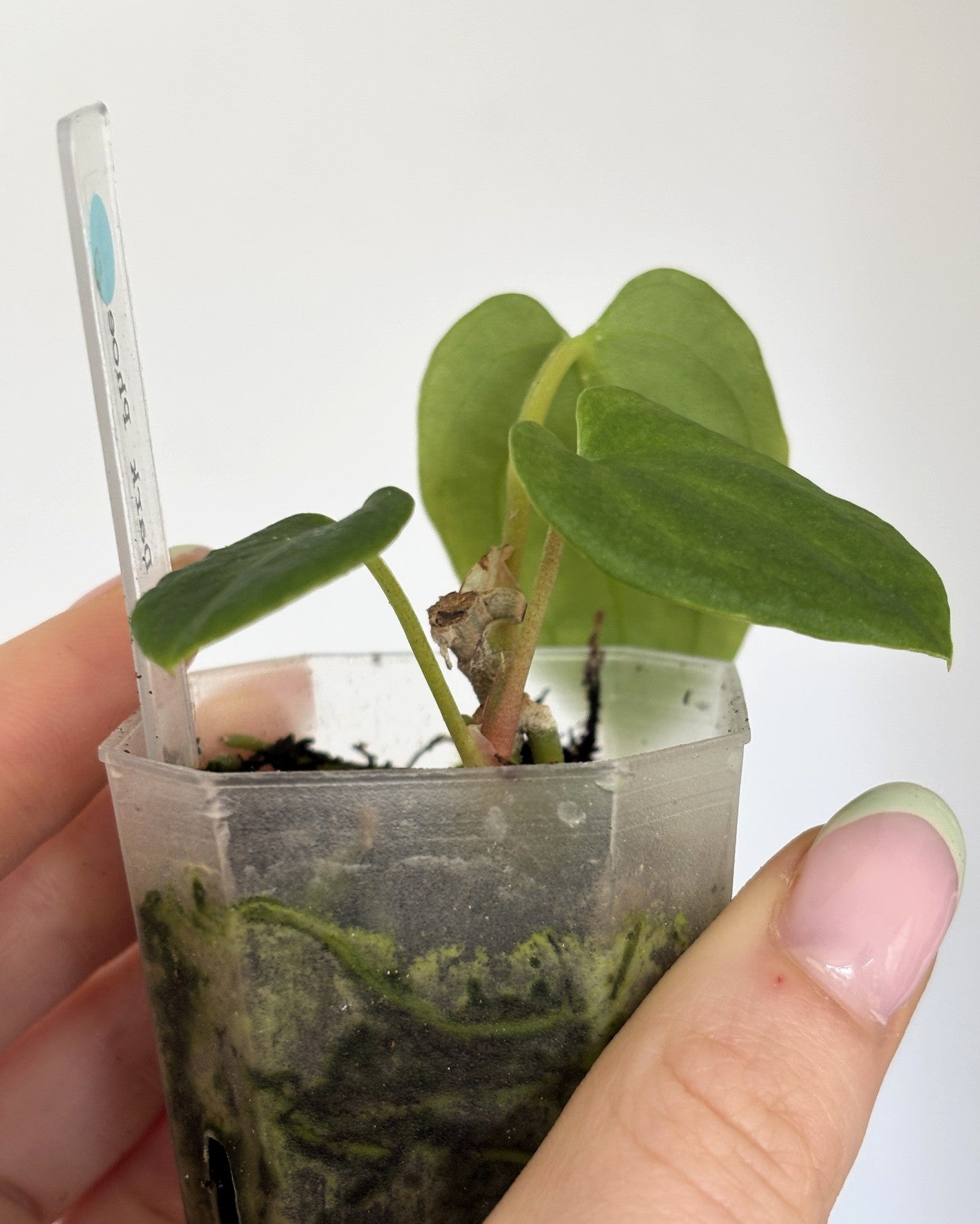 Anthurium Dark Phoenix - PLANTS WITH BENEFITS