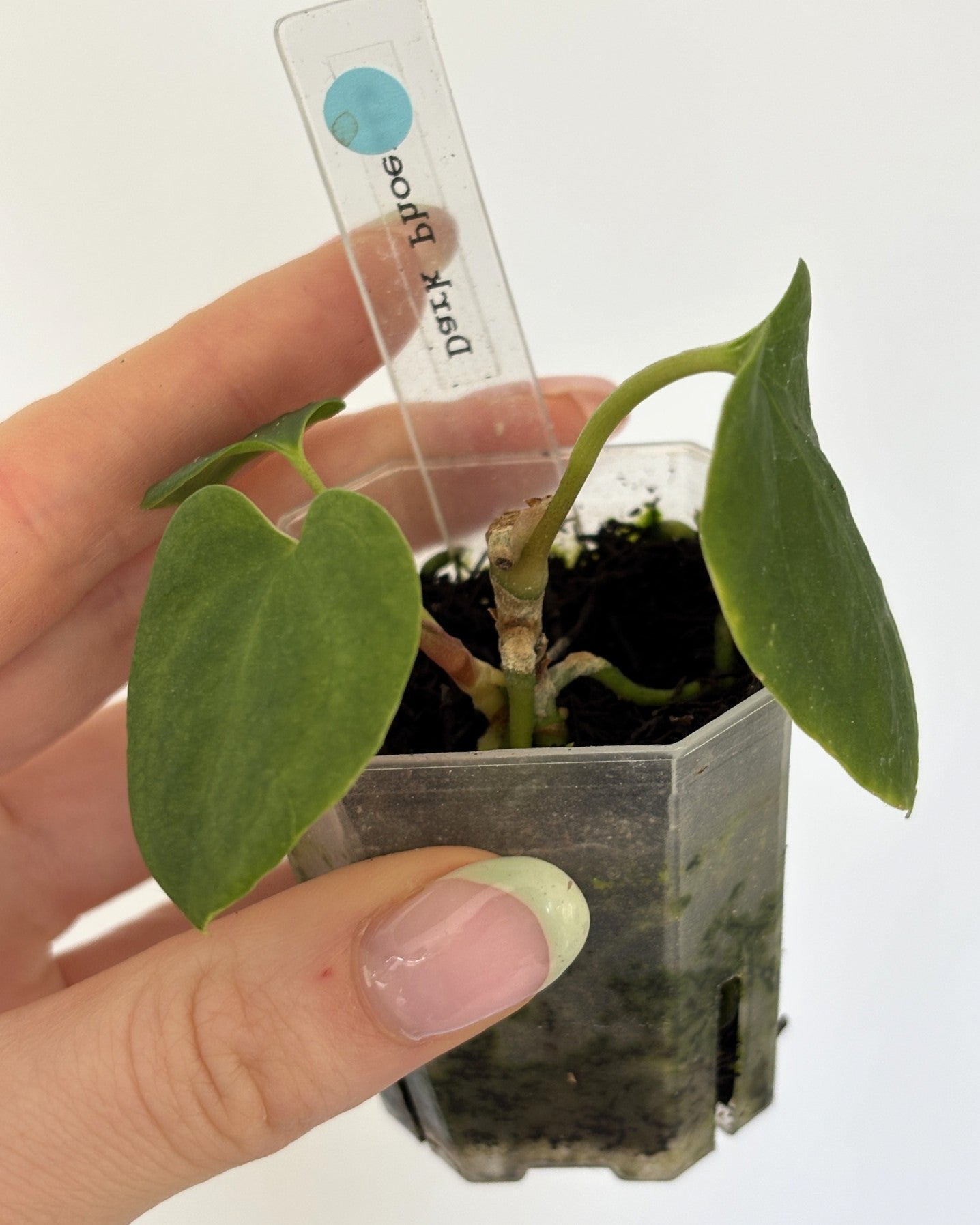 Anthurium Dark Phoenix - PLANTS WITH BENEFITS