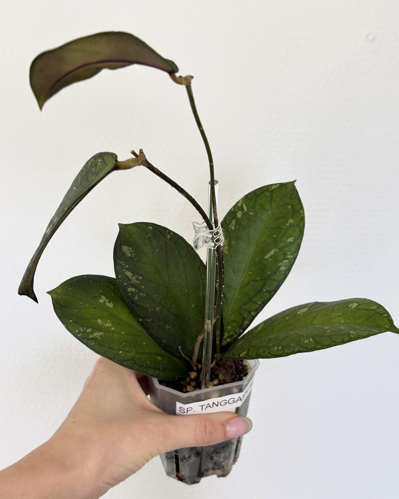 Hoya sp. Tanggamus - PLANTS WITH BENEFITS