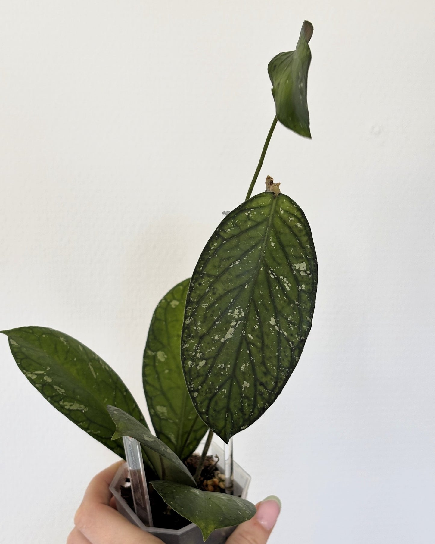 Hoya sp. Tanggamus - PLANTS WITH BENEFITS