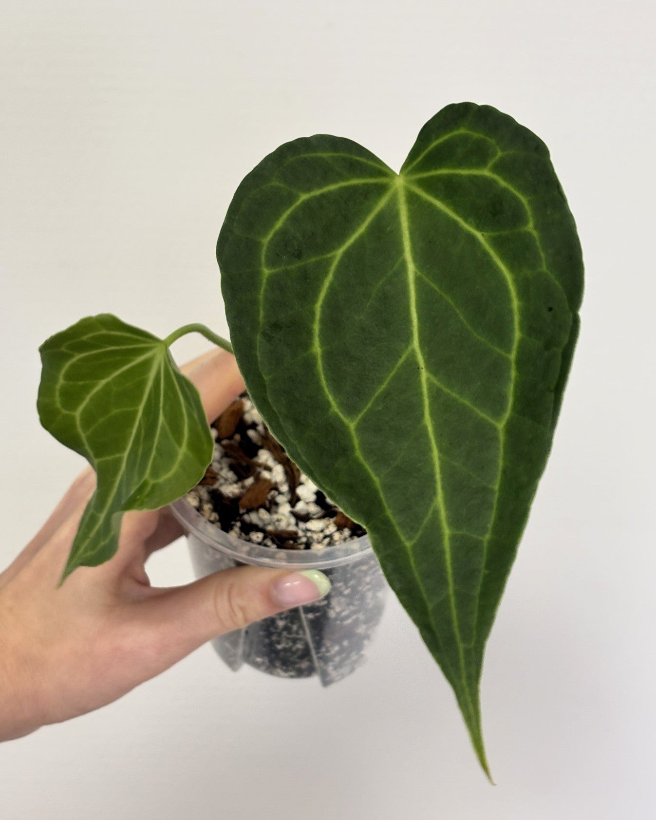 Anthurium Delta Force - PLANTS WITH BENEFITS