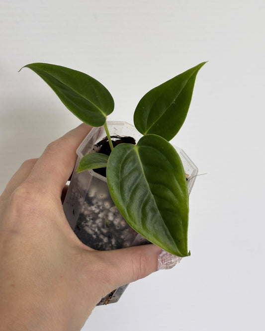 Anthurium Veitchii - PLANTS WITH BENEFITS