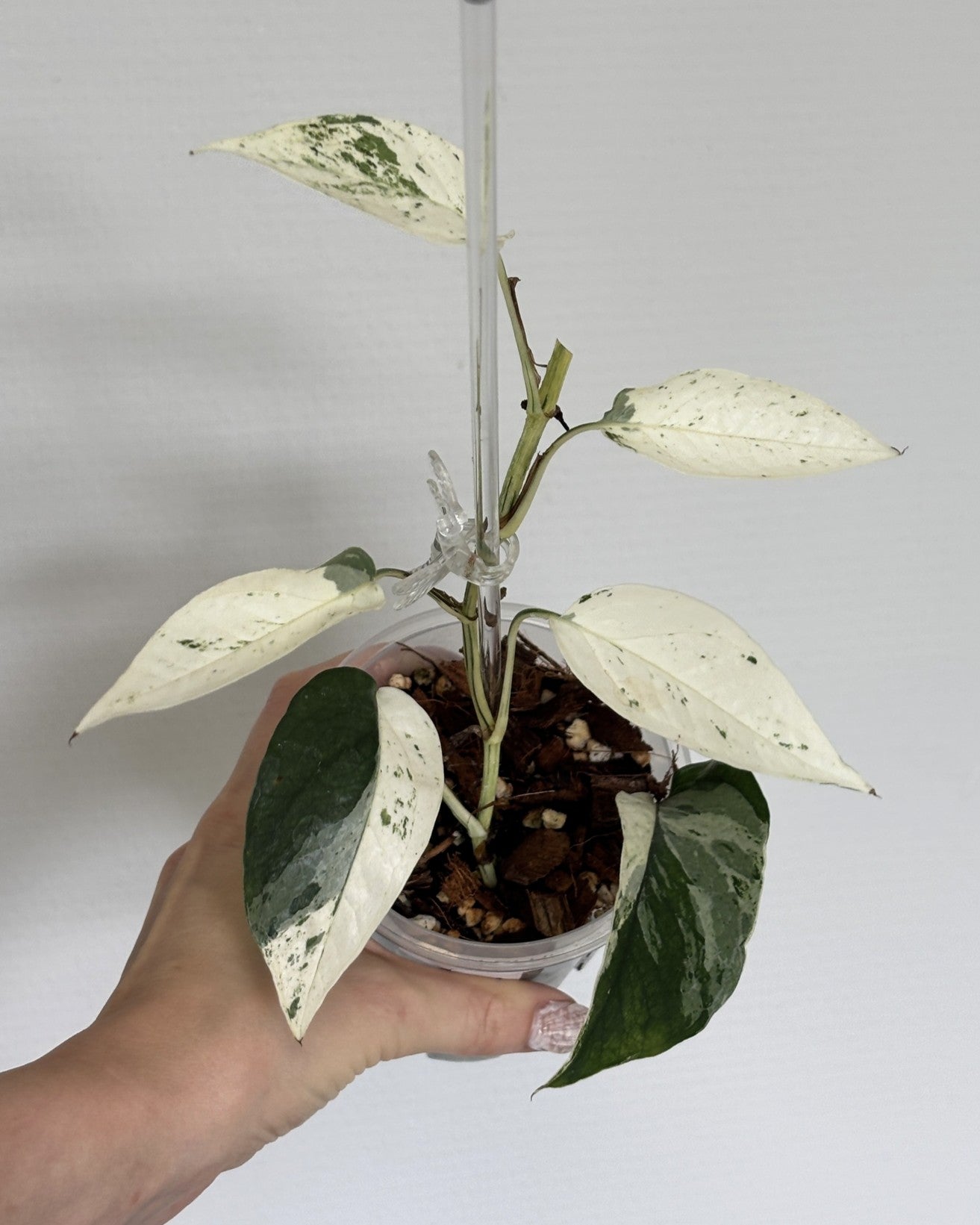 Epipremnum Cebu Blue Variegated - PLANTS WITH BENEFITS