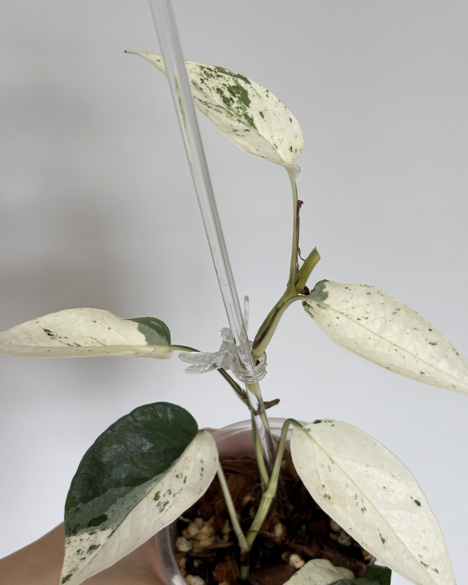 Epipremnum Cebu Blue Variegated - PLANTS WITH BENEFITS