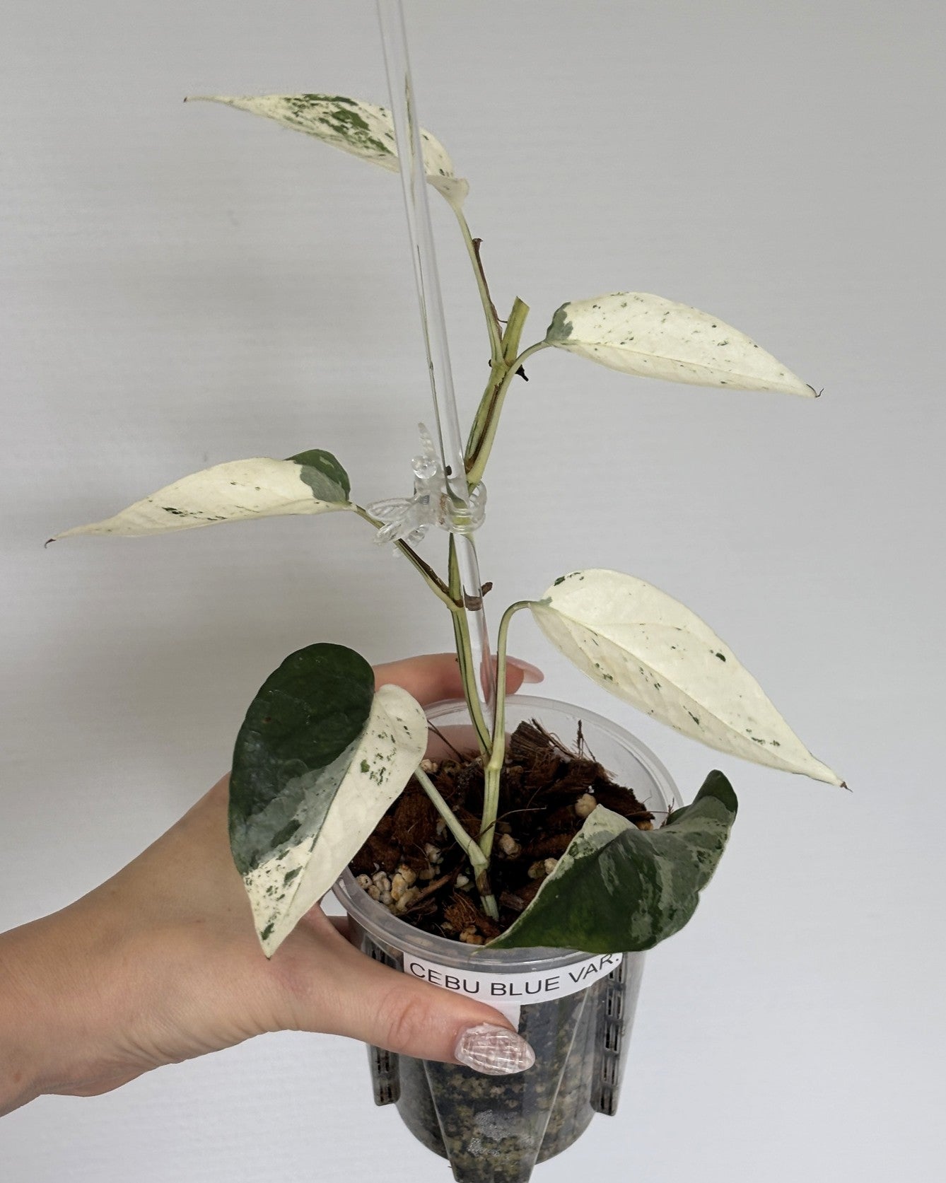 Epipremnum Cebu Blue Variegated - PLANTS WITH BENEFITS