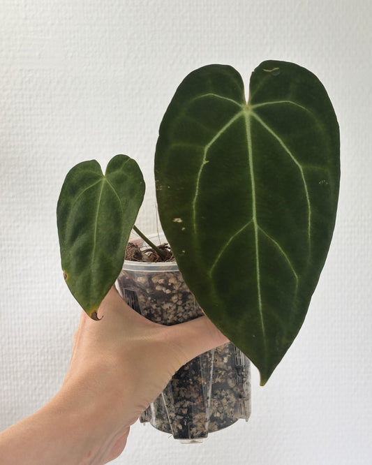 Anthurium Papillilaminum Lost Tag - PLANTS WITH BENEFITS