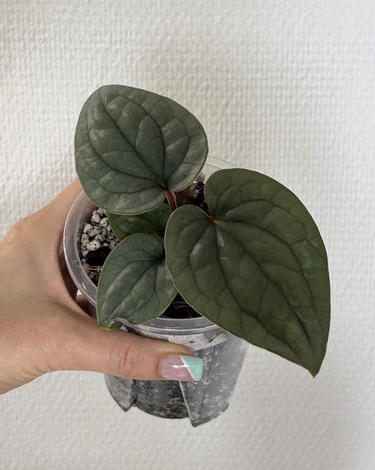 Anthurium Luxurians - PLANTS WITH BENEFITS