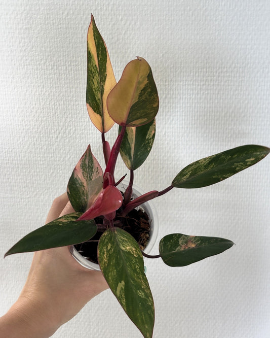 Philodendron Strawberry Shake - PLANTS WITH BENEFITS