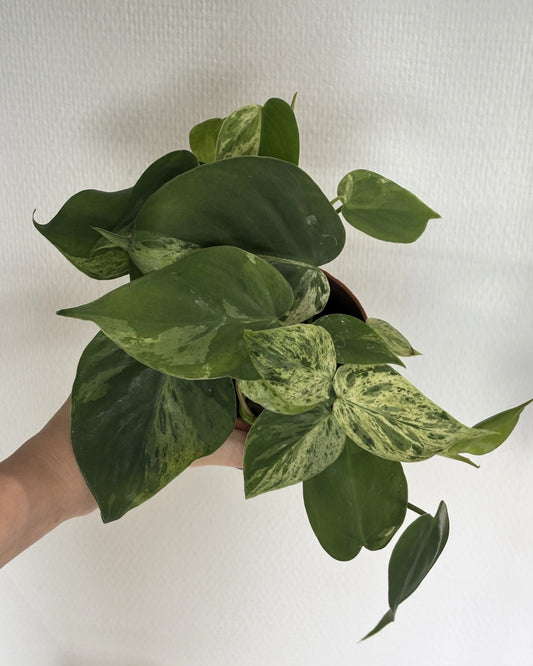 Philodendron Hederaceum Variegata - PLANTS WITH BENEFITS