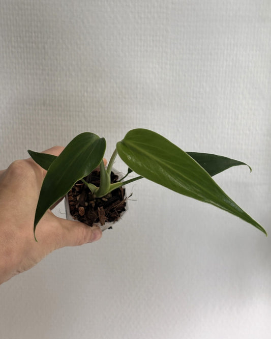 Monstera Burle Marx Flame - PLANTS WITH BENEFITS
