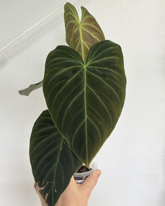 Philodendron Splendid - PLANTS WITH BENEFITS