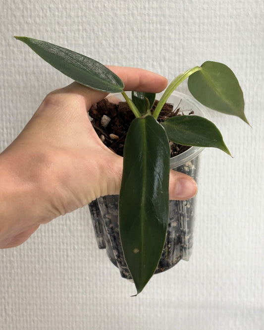 Philodendron Spiritus Sancti - PLANTS WITH BENEFITS