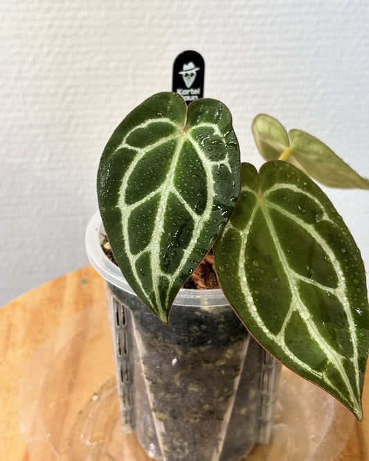 Anthurium HURC King of Spades'HU' x Red Crystallinum - PLANTS WITH BENEFITS