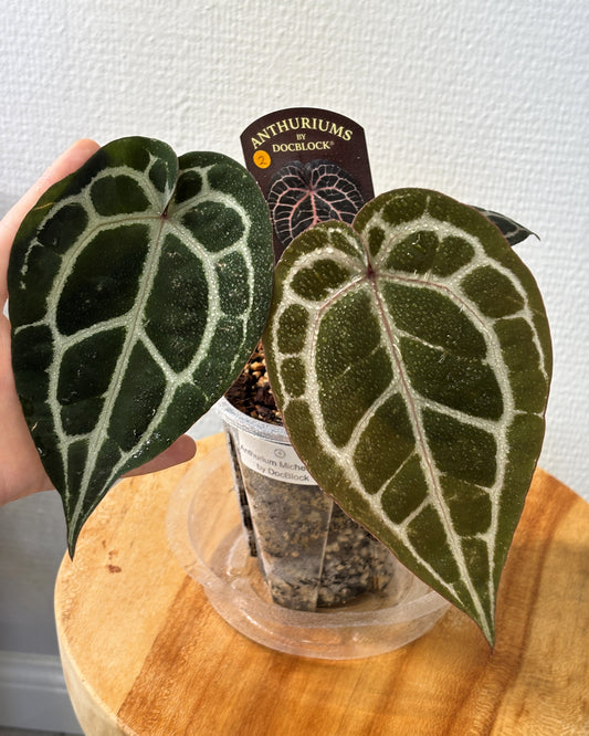 Anthurium Michelle by DocBlock - PLANTS WITH BENEFITS